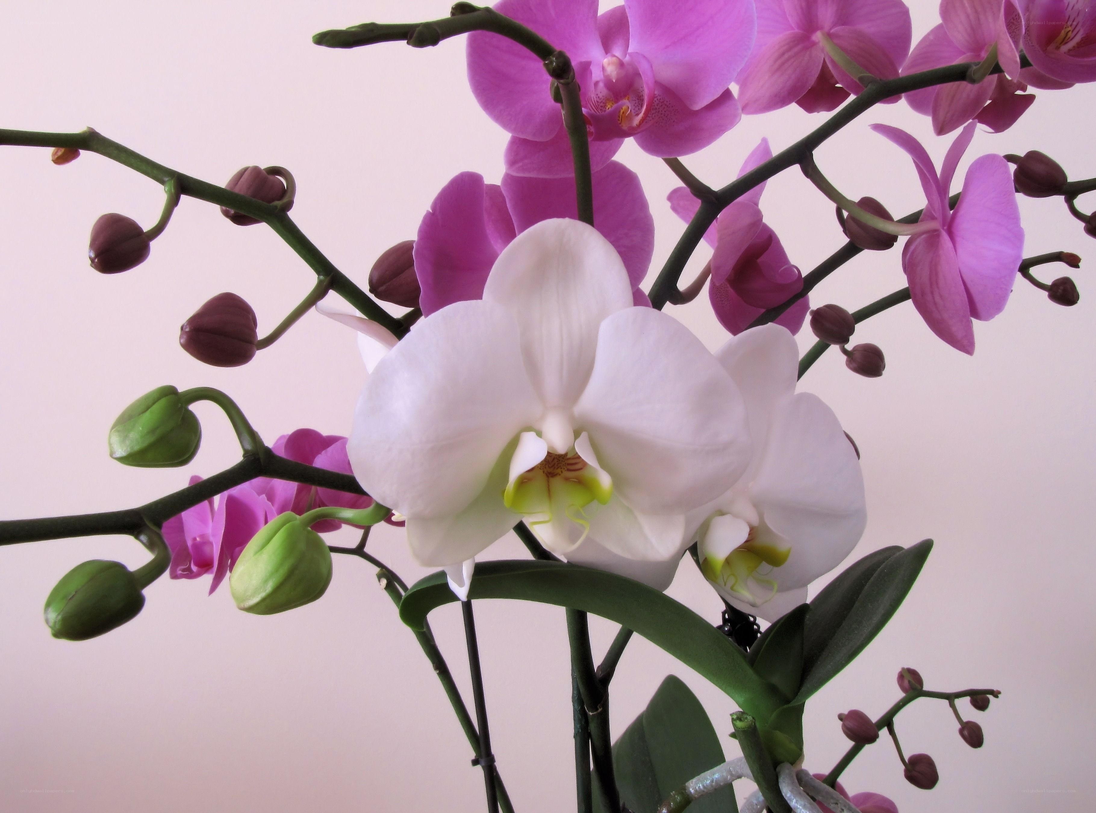 Orchid flowers in bloom