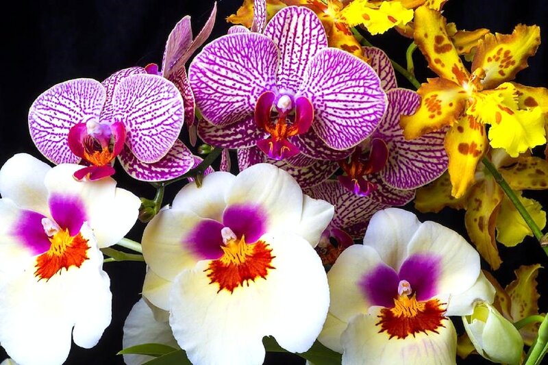 Orchid Flowers in Bouquet