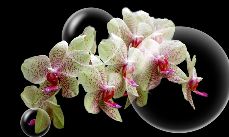 Orchid Flowers in Bubbles