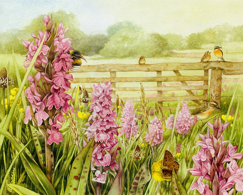 Orchid Flowers in Field