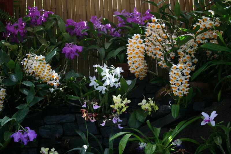 Orchid Flowers in Garden — Purple