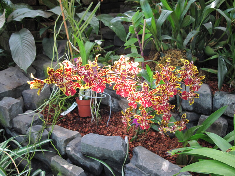 Orchid Flowers in Garden — Red