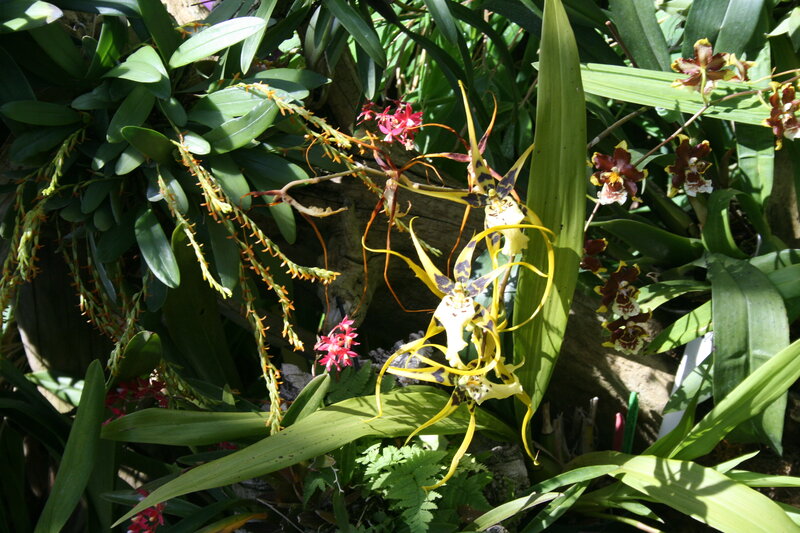Orchid Flowers in Garden