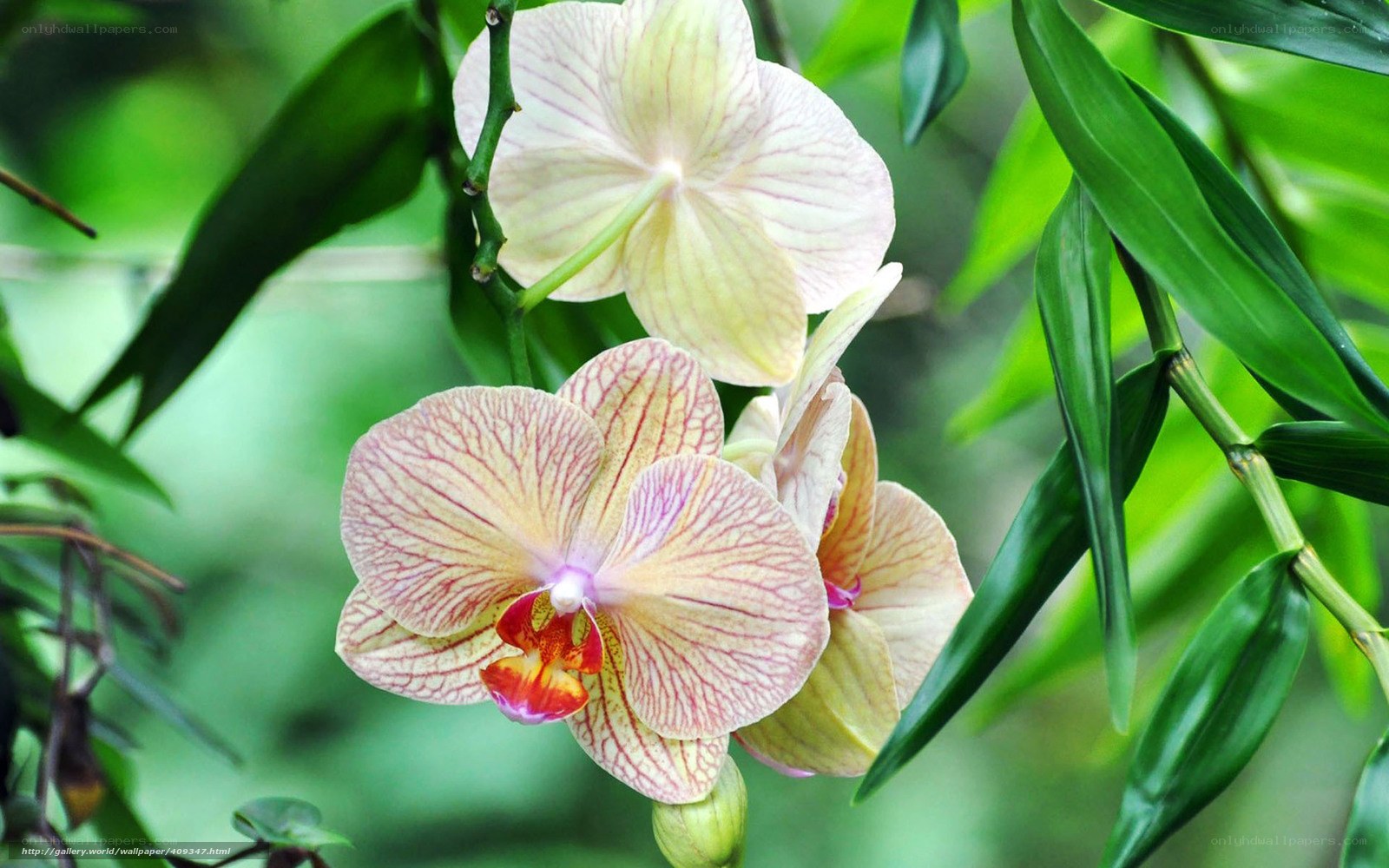 Orchid flowers in green foliage