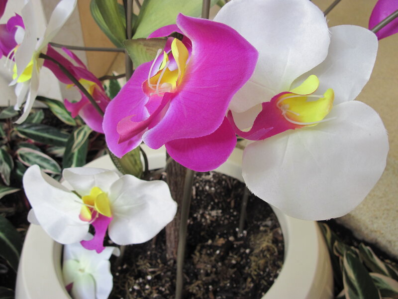 Orchid Flowers in Pot