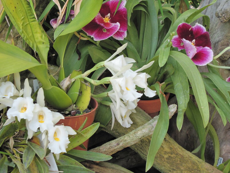 Orchid Flowers in Pots