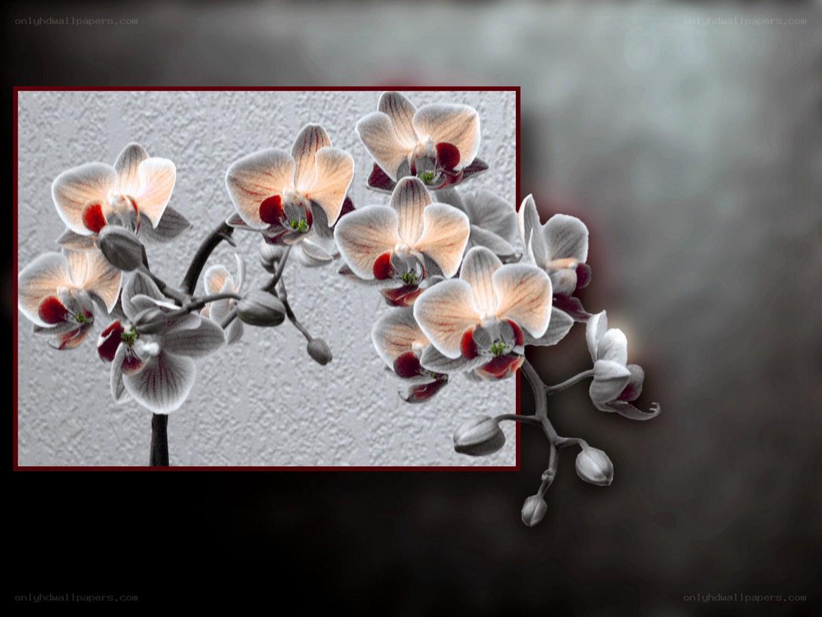Orchid flowers in soft light