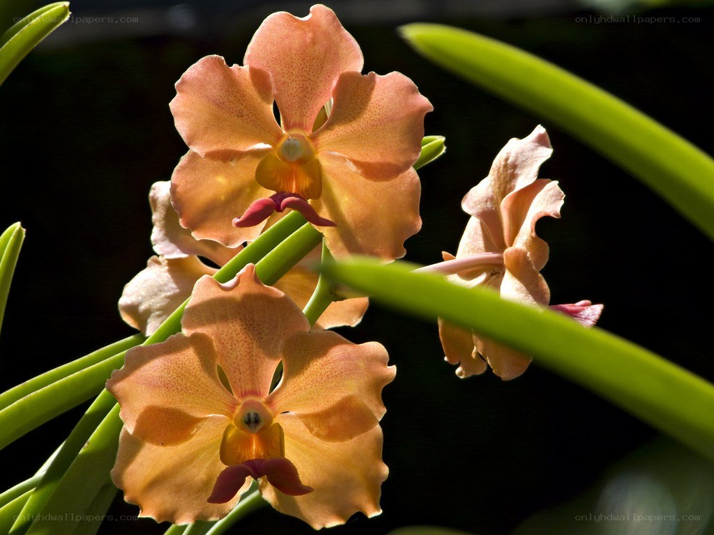 Orchid flowers in sunlight