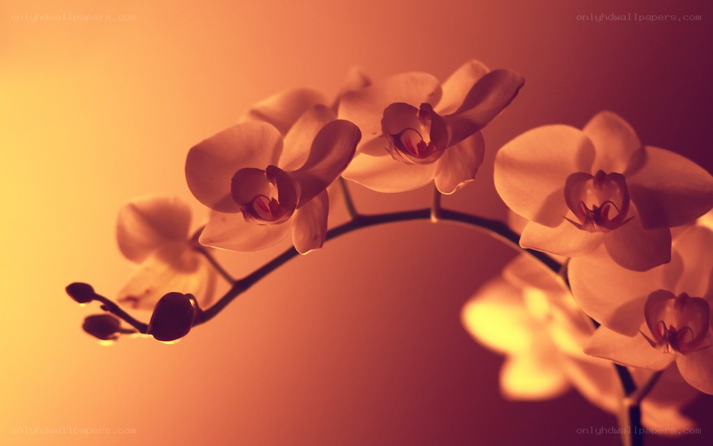 Orchid flowers in warm light