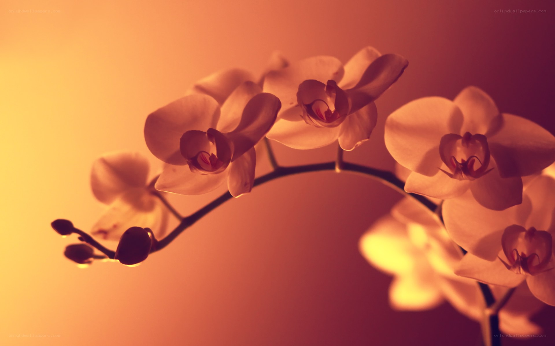Orchid flowers in warm light