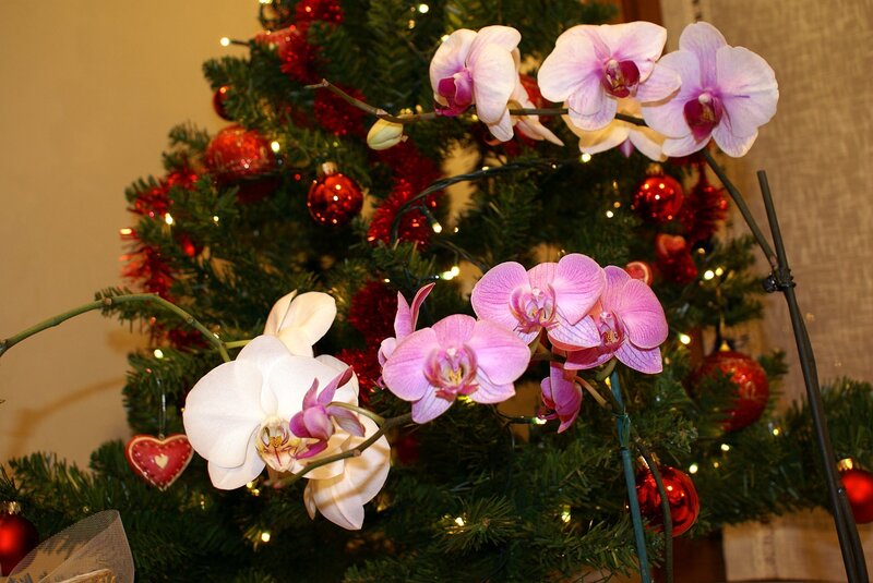 Orchid Flowers Near Tree
