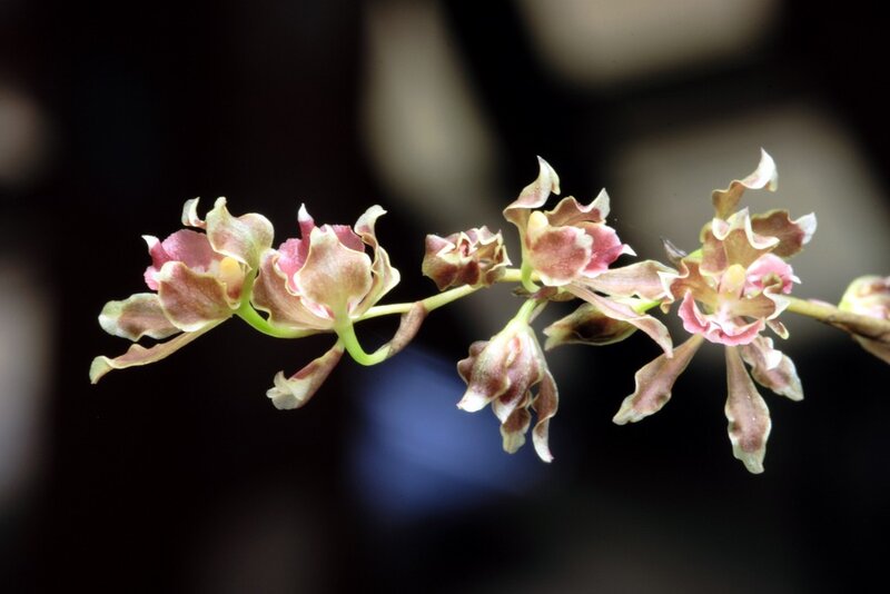 orchid flowers on a branch