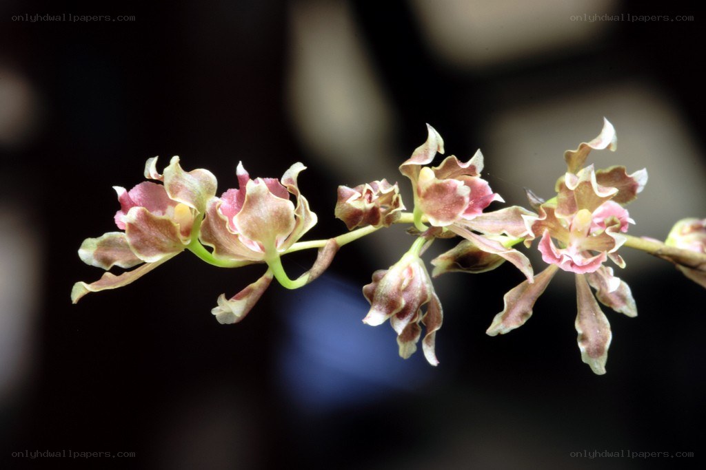 orchid flowers on a branch