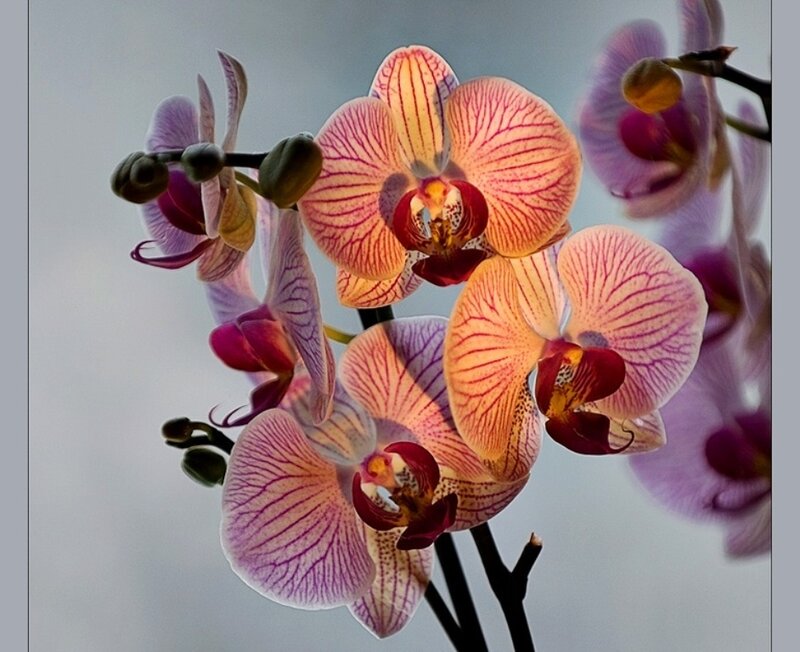 Orchid Flowers on a Stem