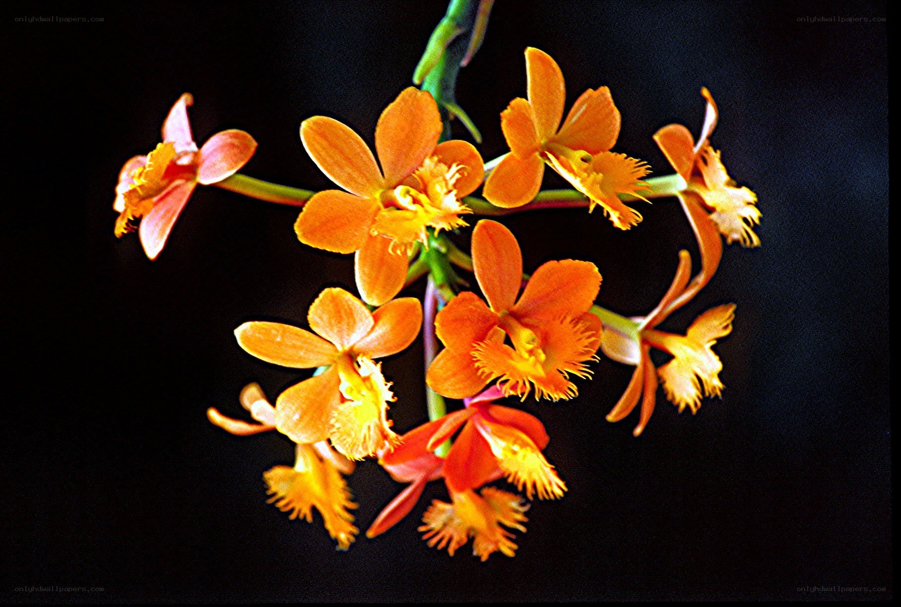 Orchid flowers on black background