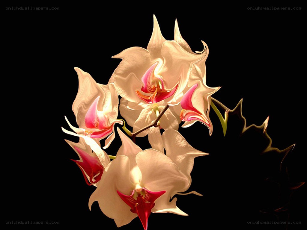 Orchid flowers on black background