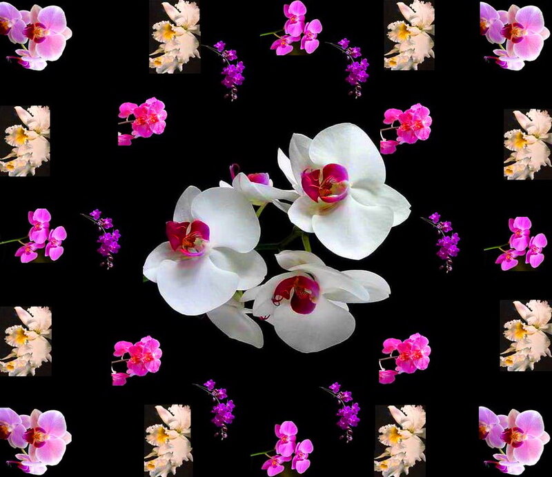 Orchid Flowers on Black