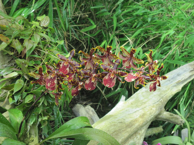 Orchid Flowers on Branch