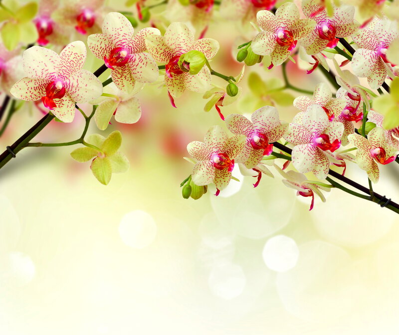 Orchid Flowers on Branch — White