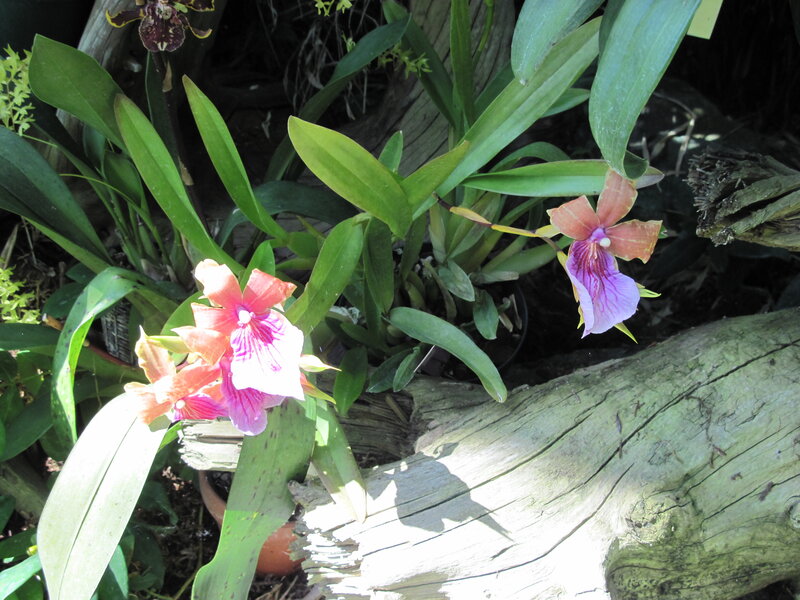 Orchid Flowers on Log — Green