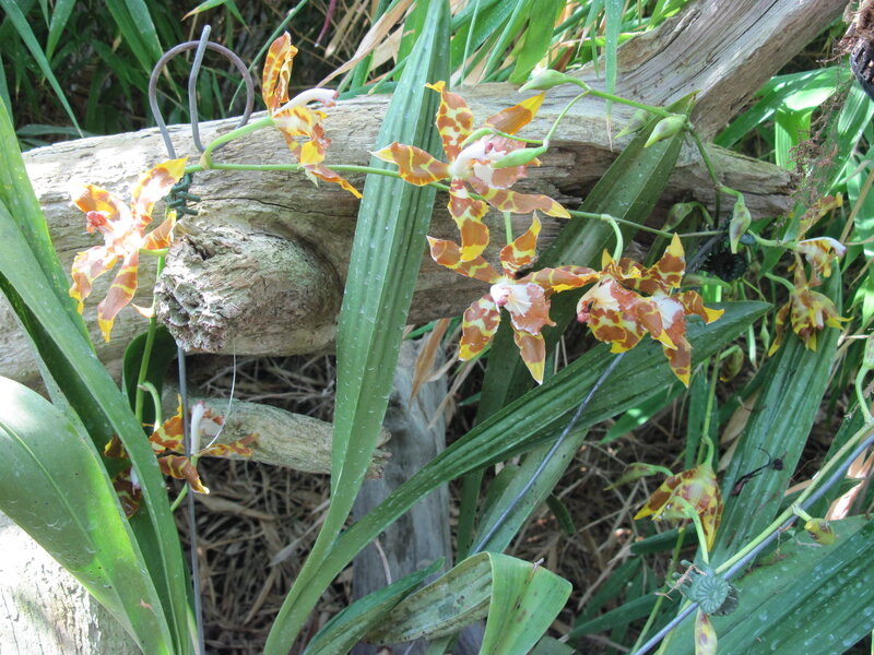 Orchid Flowers on Log