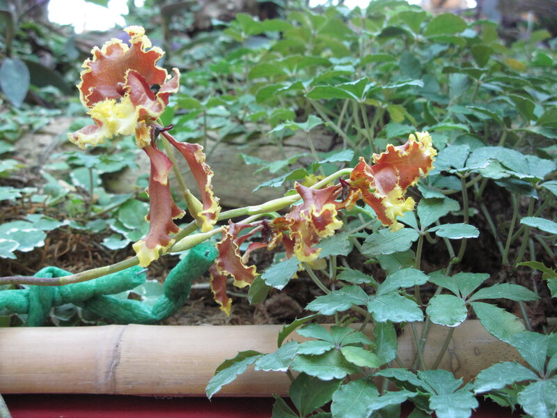 Orchid Flowers on Stem — Green