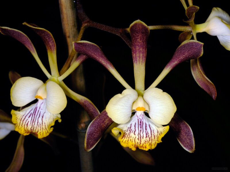 Orchid Flowers on Stem