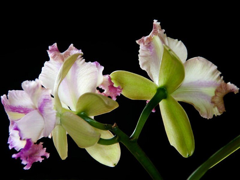 Orchid Flowers on Stem — White
