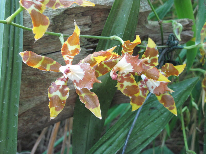 Orchid Flowers on Stem — Yellow, Natural