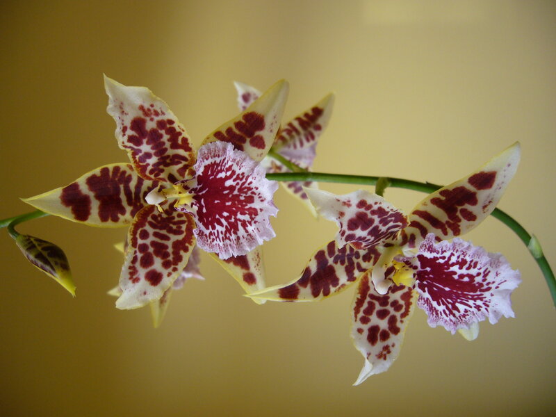 Orchid Flowers on Stem — Yellow