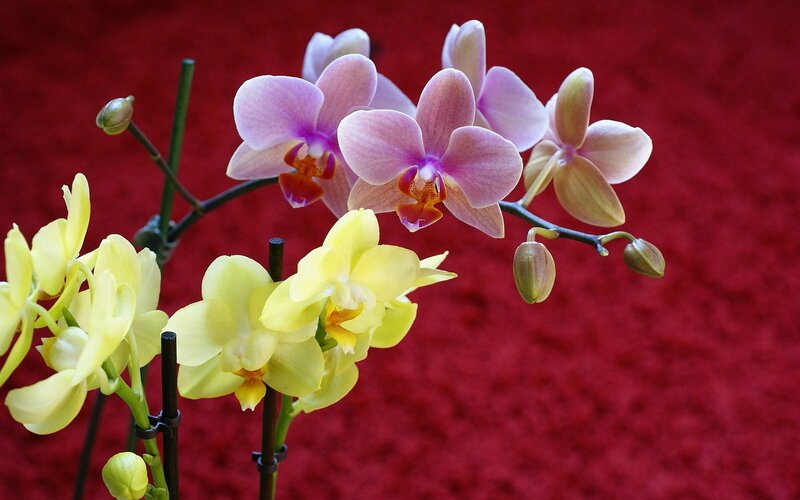 Orchid Flowers on Stems — Pink
