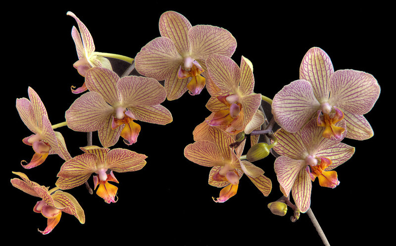 Orchid Flowers on Stems