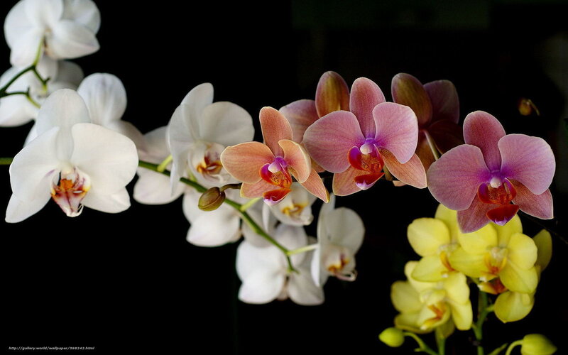 Orchid Flowers on Stems — White