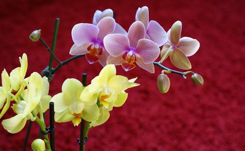 Orchid Flowers on Stems — Yellow, Calm