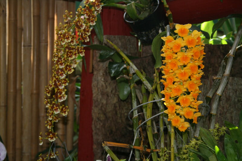 Orchid Flowers on Stems — Yellow, Natural