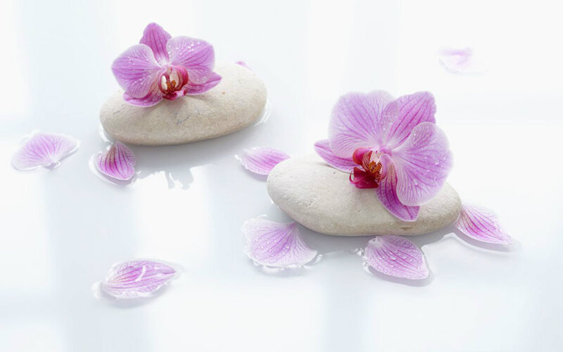 Orchid Flowers on Stones — White, Serene
