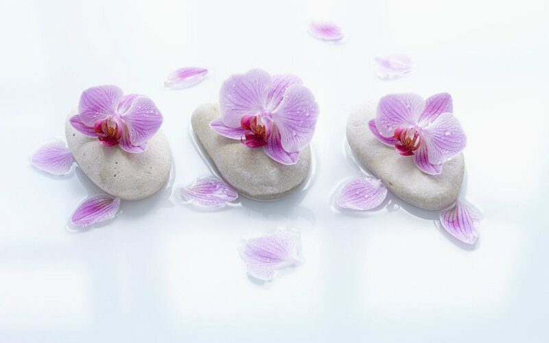 Orchid Flowers on Stones — White