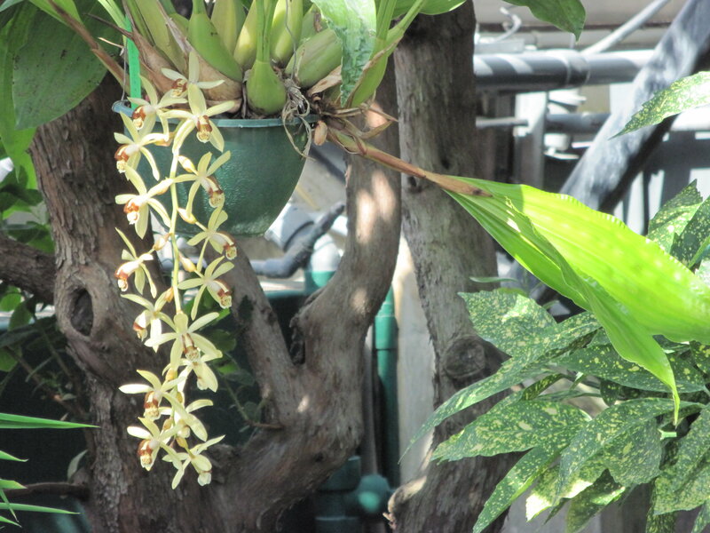 Orchid Flowers on Tree
