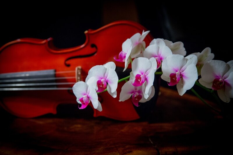 Orchid Flowers on Violin