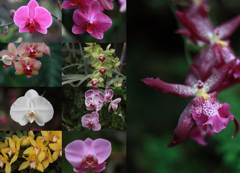 Orchid Flowers — Pink