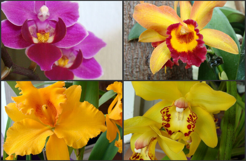 Orchid Flowers — Purple, Calm
