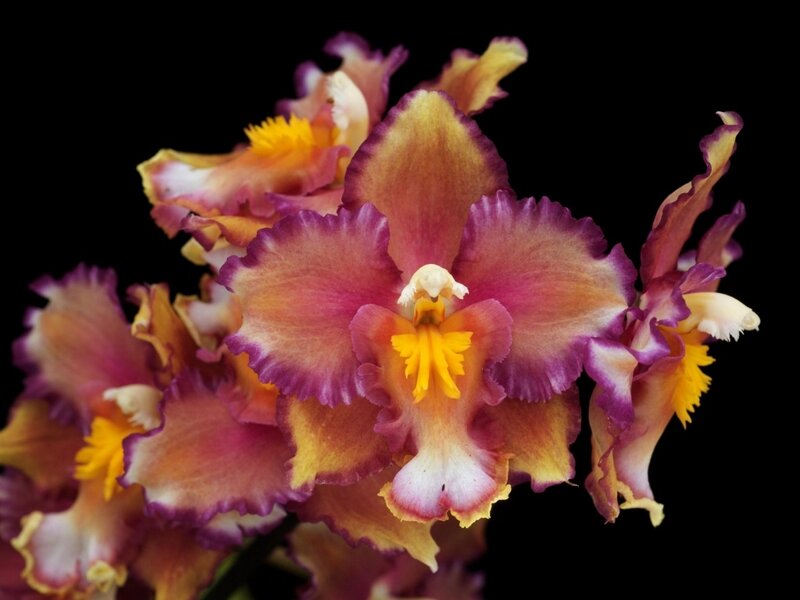 Orchid Flowers — Purple, Dramatic