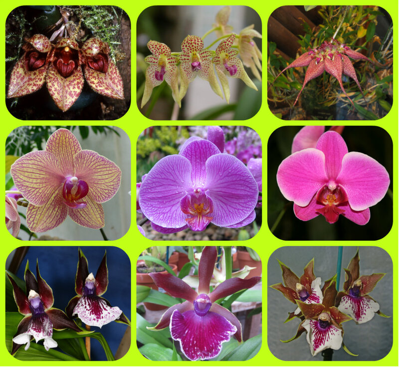 Orchid Flowers — Purple