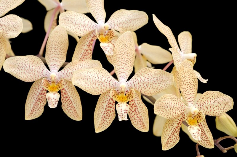 Orchid Flowers — White