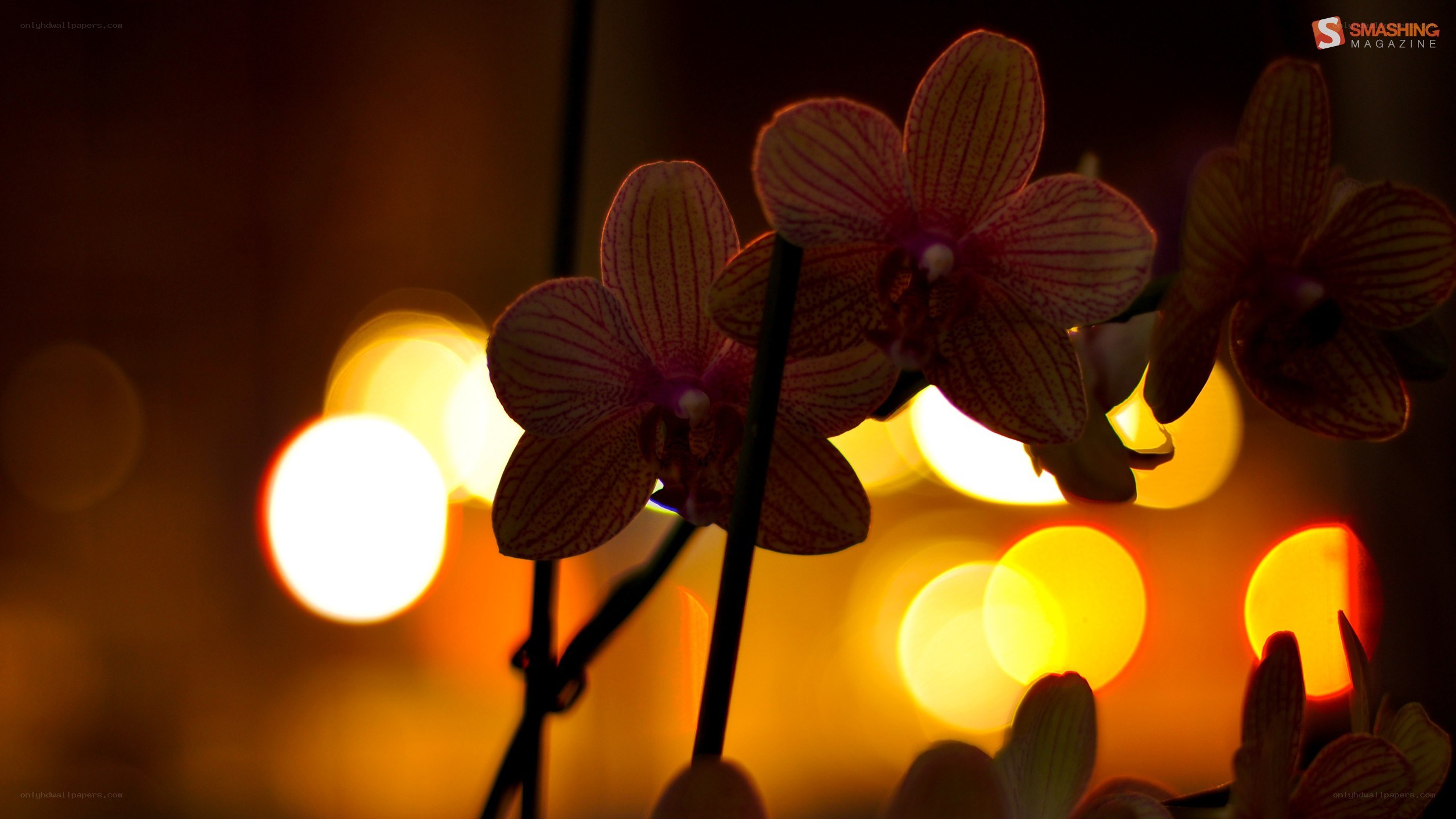 orchid flowers with bokeh lights