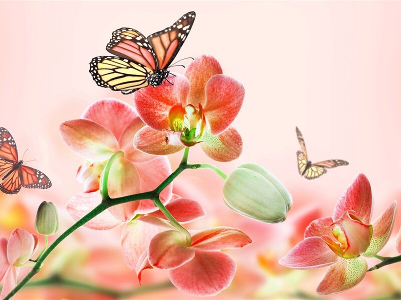 Orchid Flowers with Butterflies — Pink