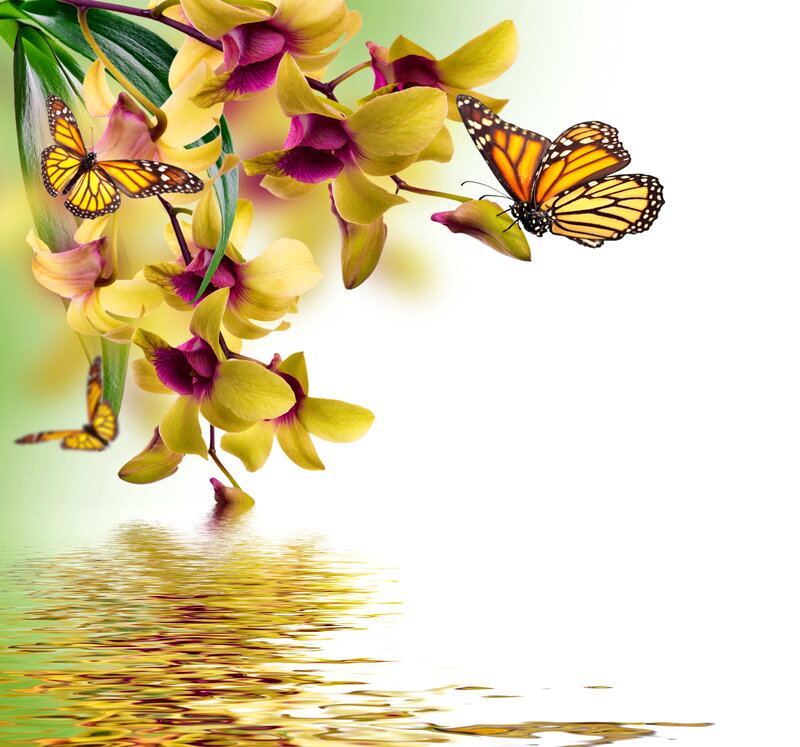 Orchid Flowers with Butterflies — Yellow