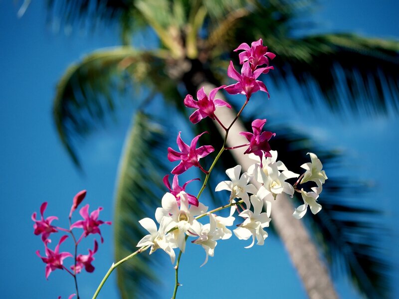 Orchid Flowers with Palm Tree