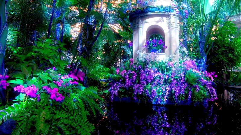 Orchid Garden Display — Purple, Lush