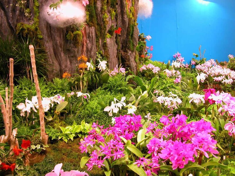 Orchid garden display